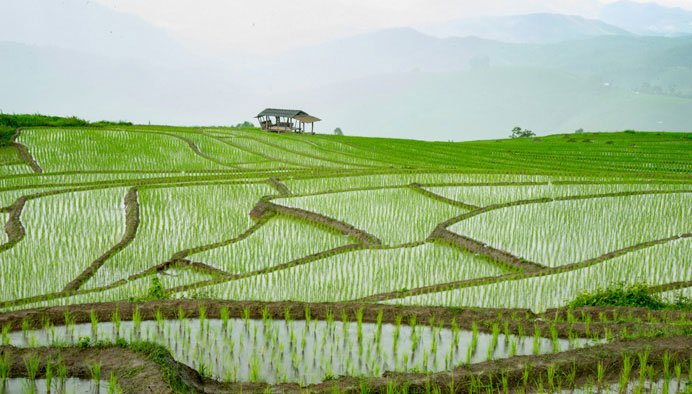 Doi Inthanon Rice paddies near Suan Sook Boutique Homestay Bed and Breakfast