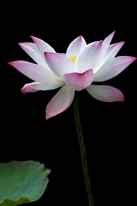 Lotus Flower Dark Background taken on a Suan Sook Photography Retreat
