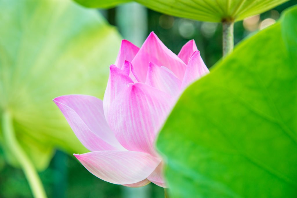 Pink lotus flower and green leaves
