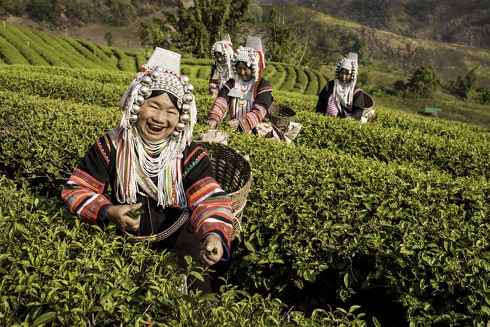 Akha Tea Pickers photographed during a Chiang Mai Photography Workshop