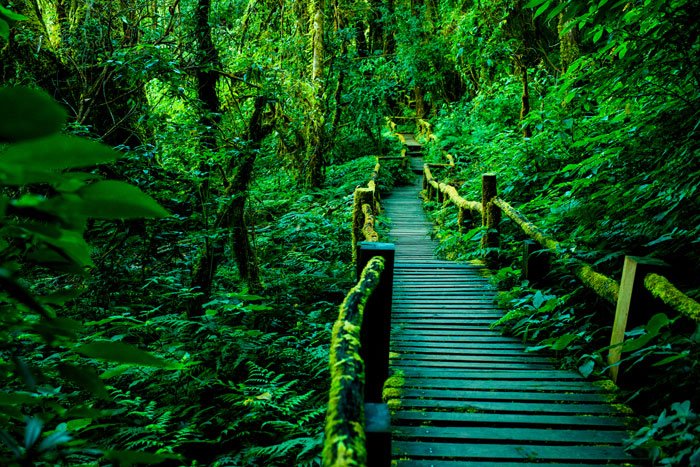 Ang Ka Walkway, Doi Inthanon during a 5 day photography workshop