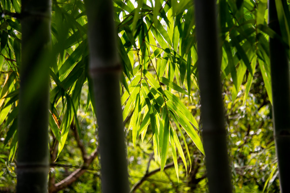 backlit bamboo leaves for article on bamboo basics