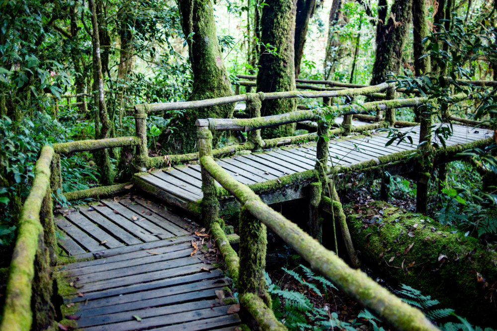 Ang Ka Luang Nature Trail during a Doi Inthanon Day Tour