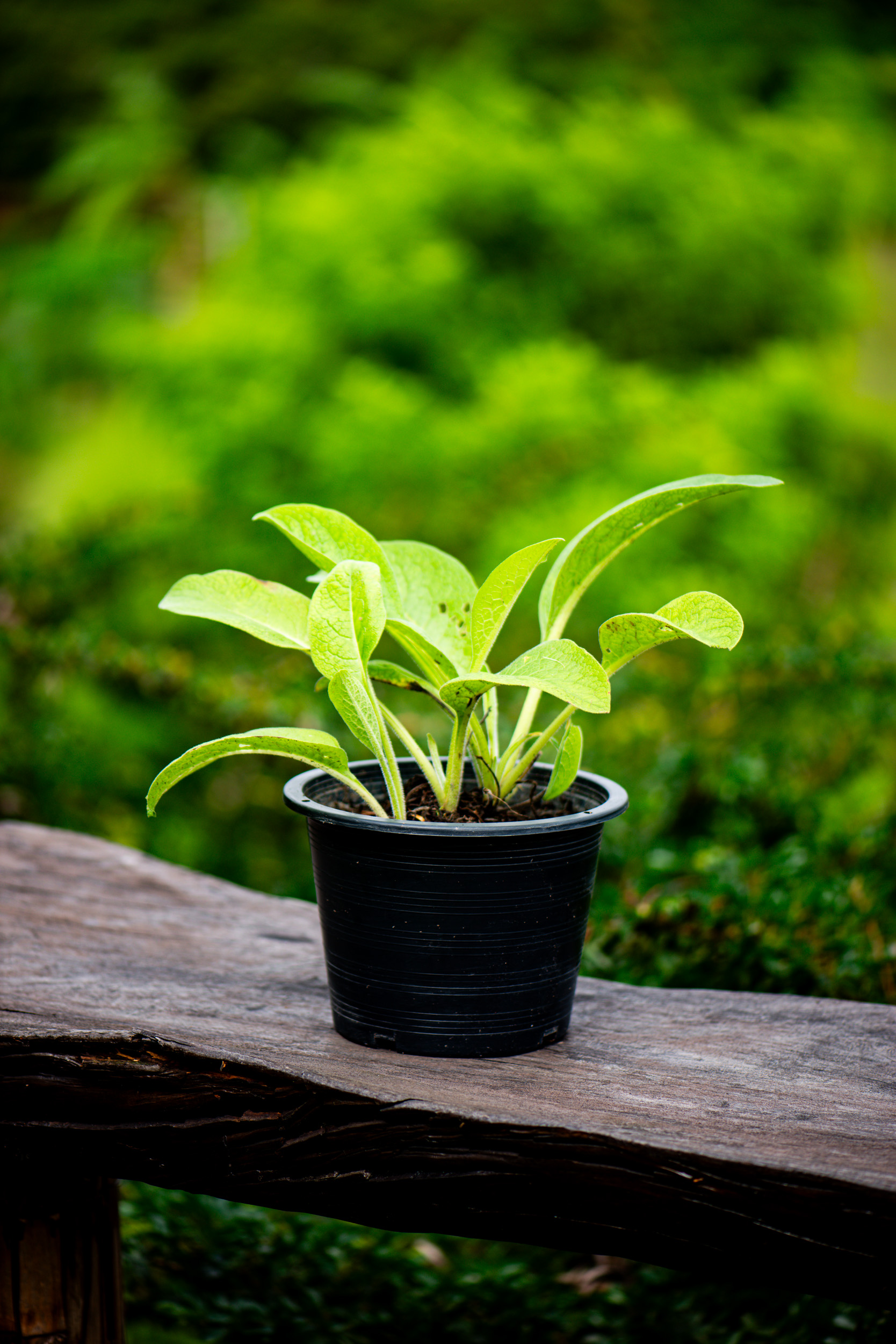 comfrey in a pot