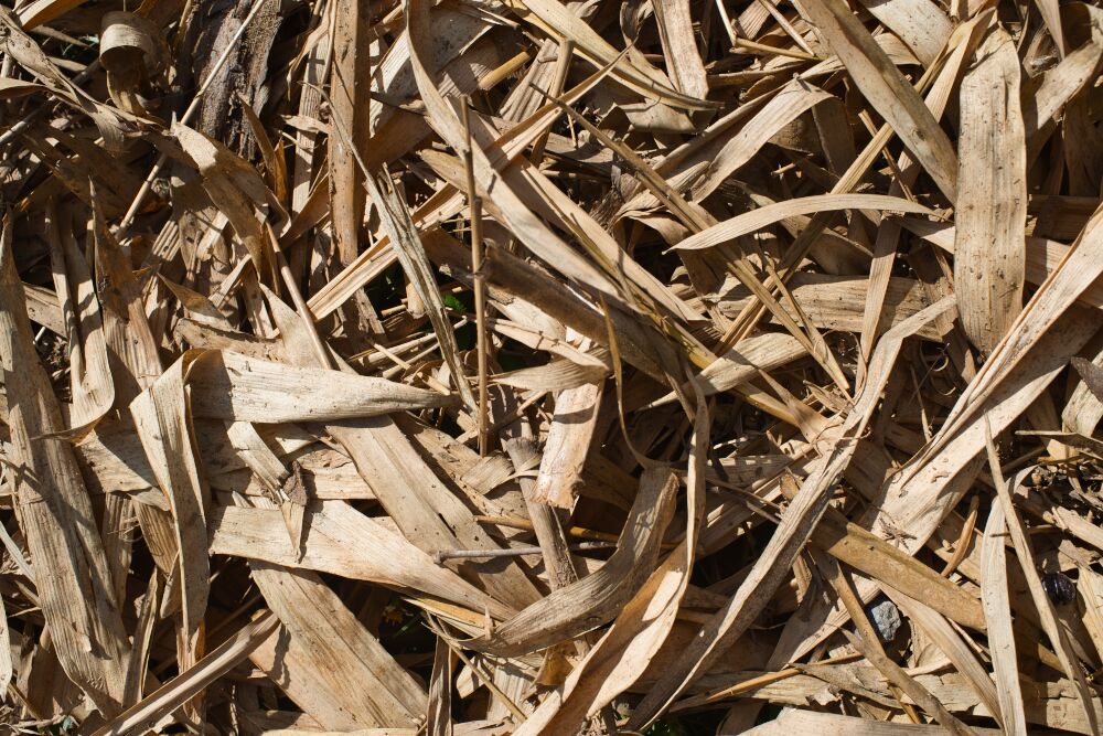 close up of dry bamboo leaves