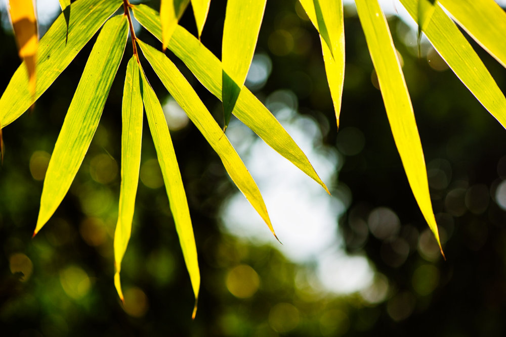 back lighting on bamboo growing