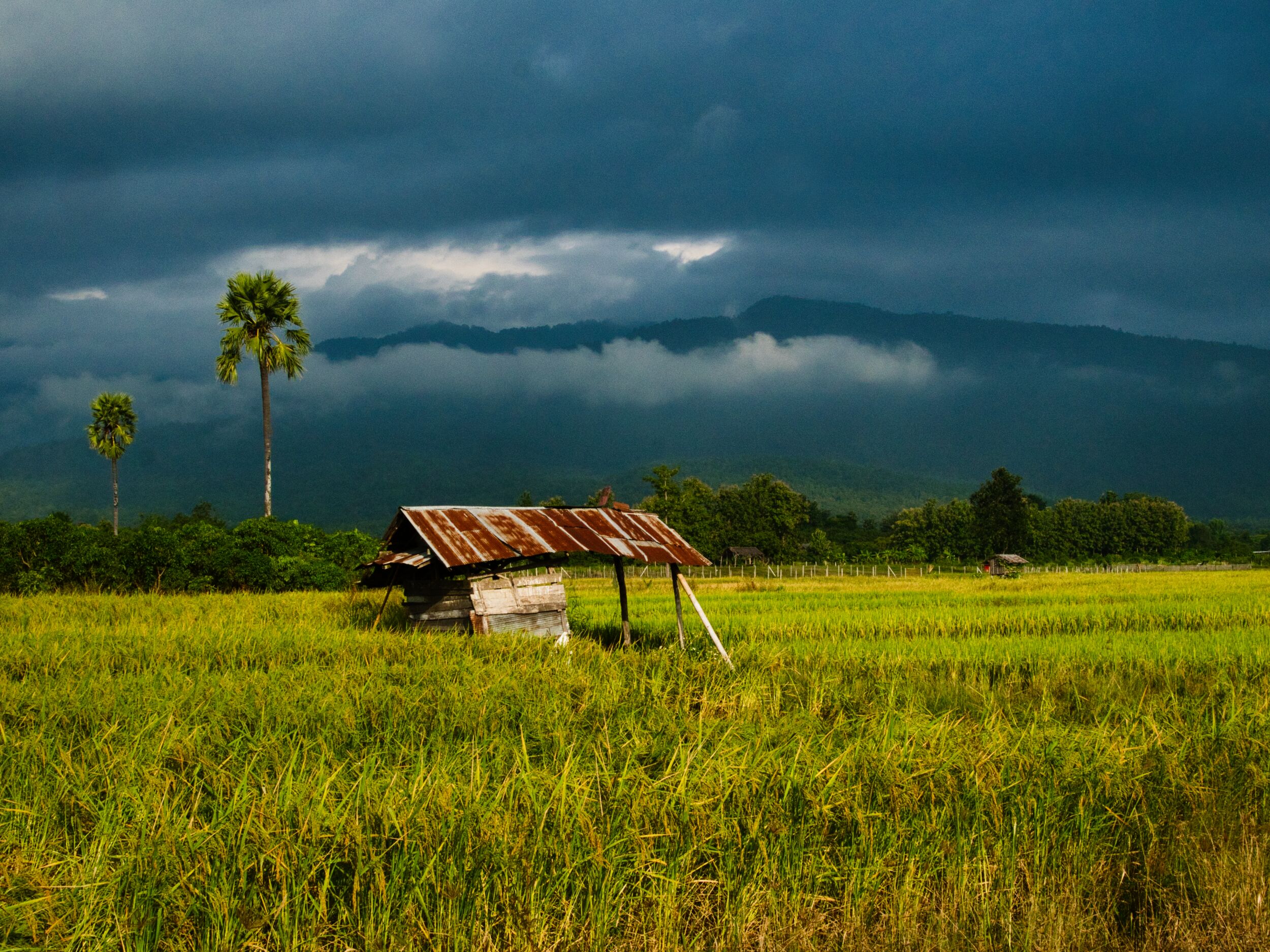 Rice fields with a storm coming for an article about the northern Thailand weather