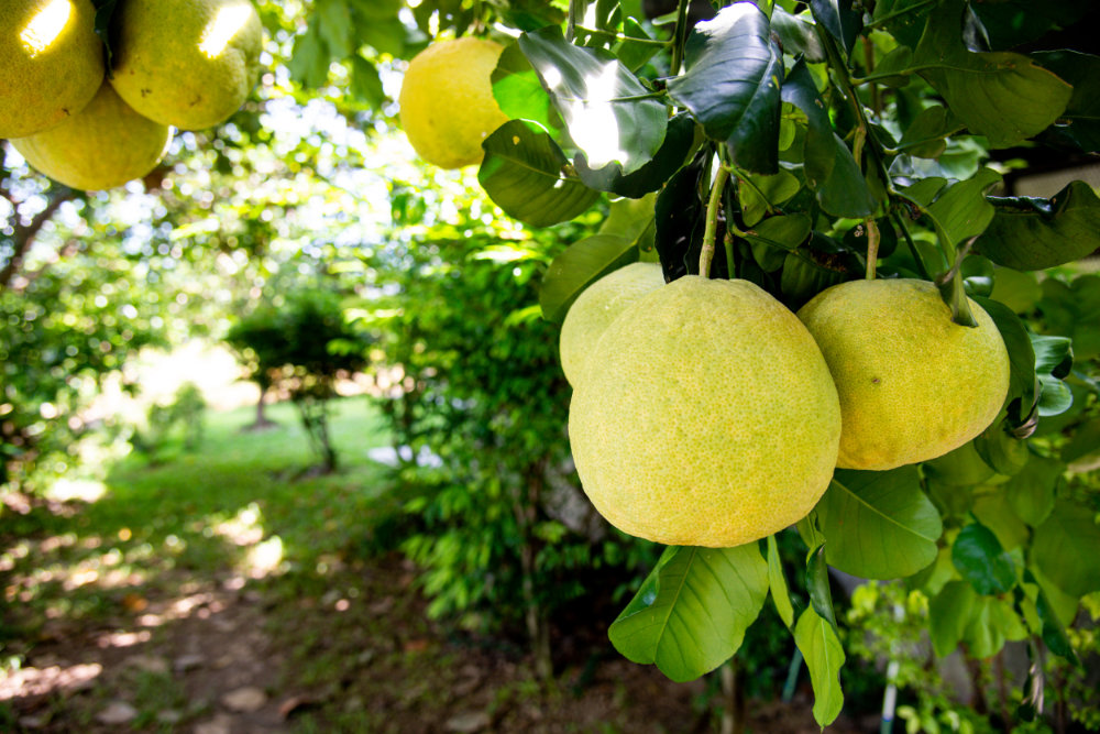 pomello from a garden using beneficial bacteria 