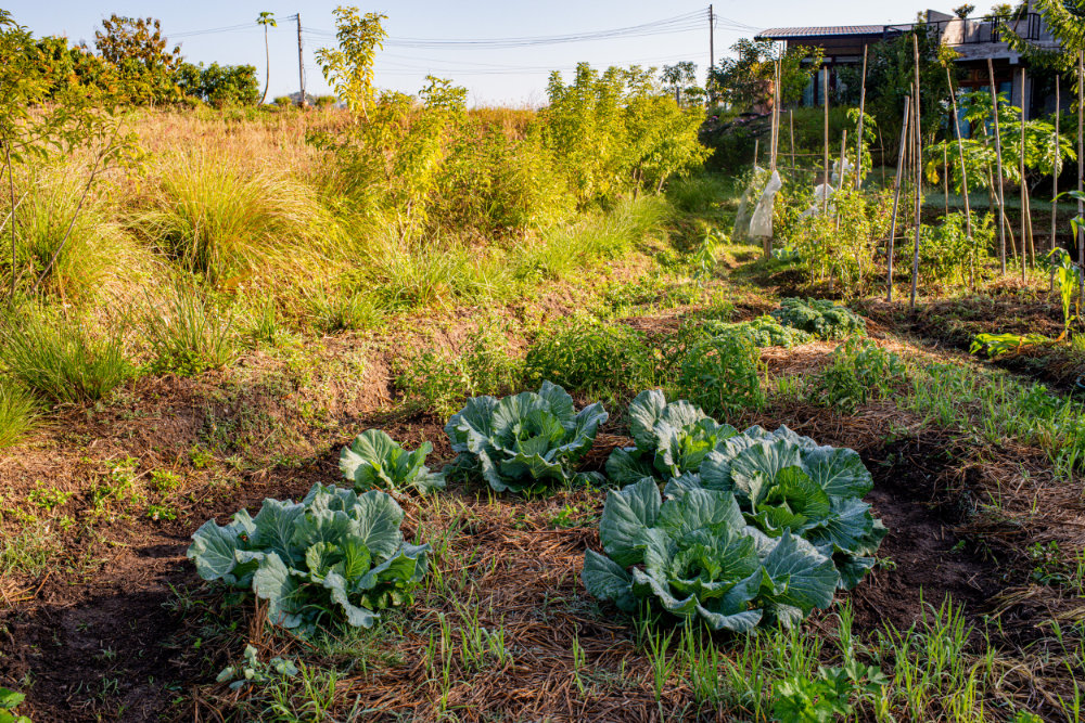 Vegetable garden at Suan Sook Homestay