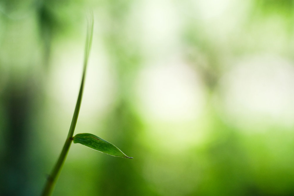 Young bamboo to illustrate beneficial bacteria