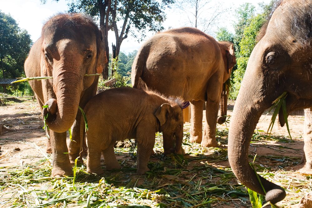 a group of Asian elephants