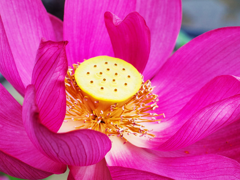 Pink lotus flower for article about feeding lotus and water lilies
