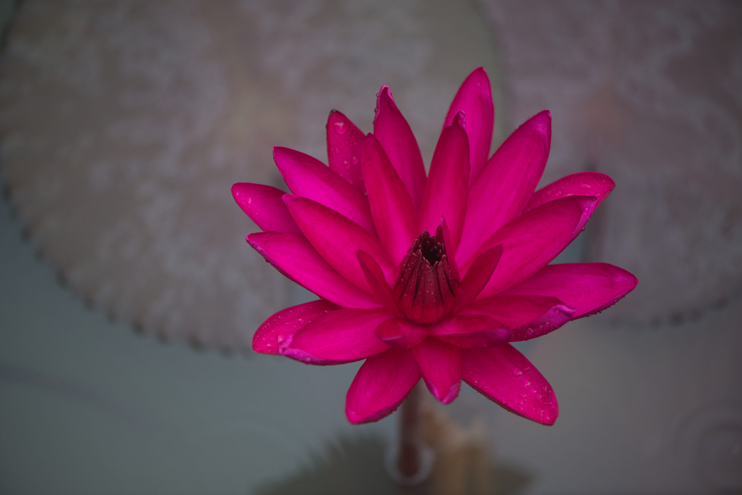 Deep Pink Water Lily in a pot