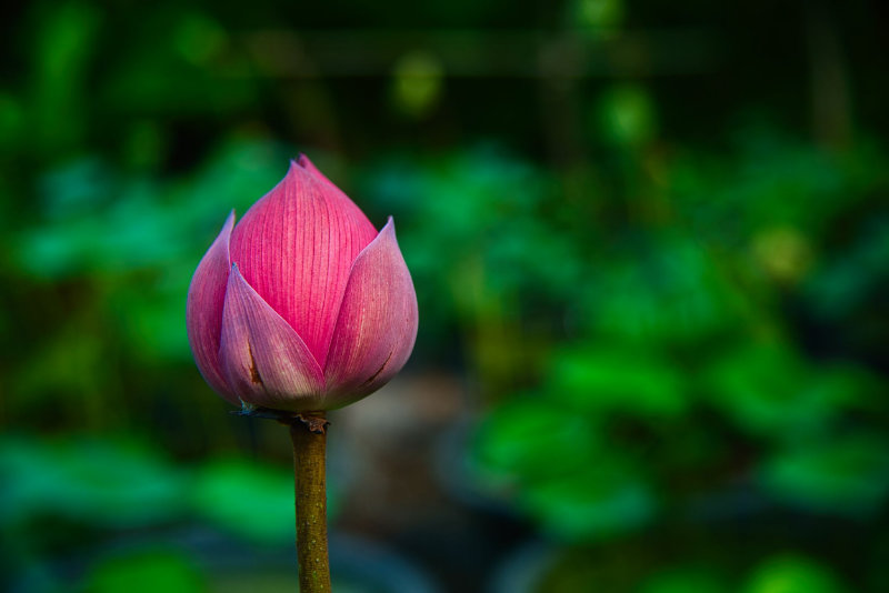 Large lotus flower bud