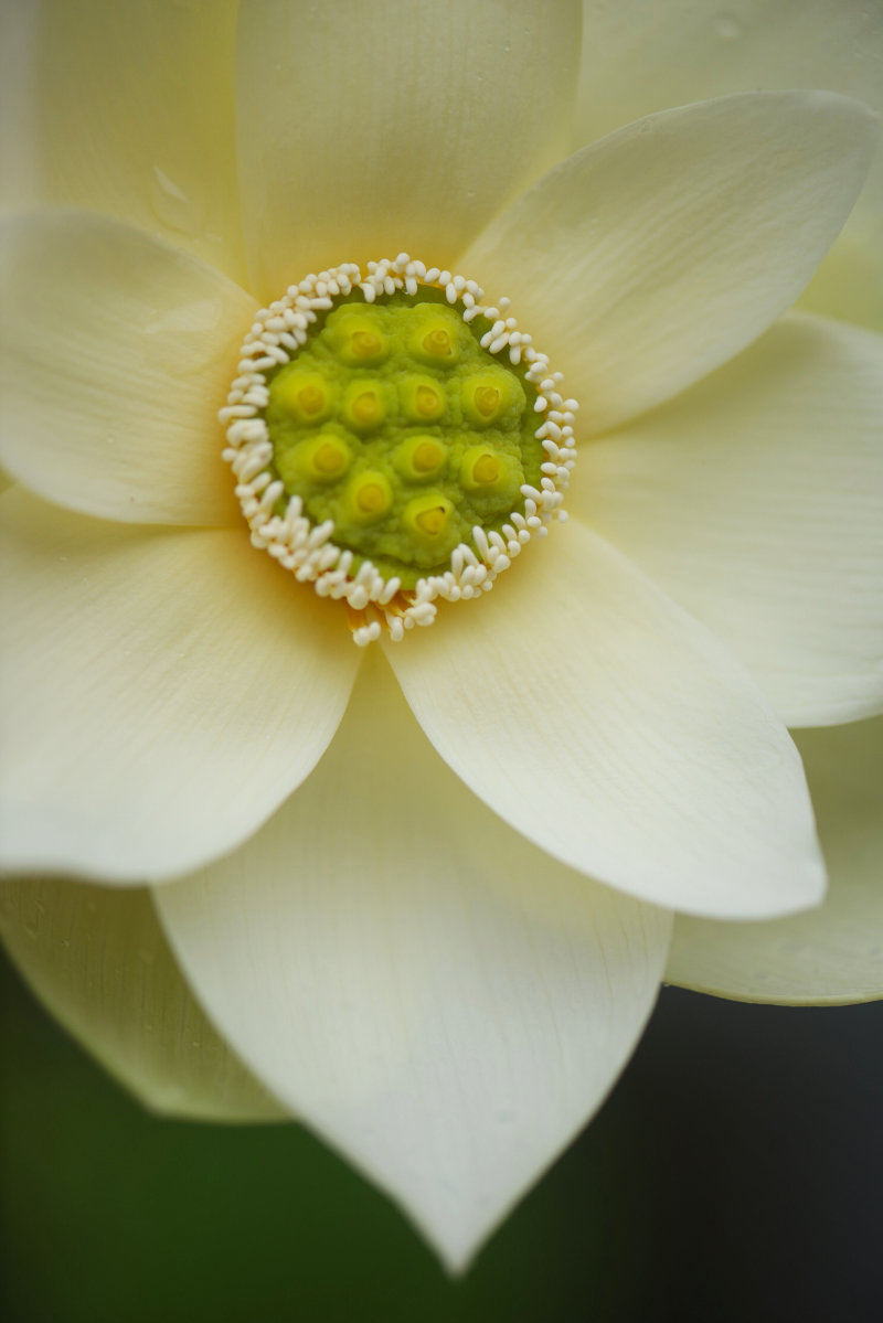 Close up of a lotus flower for article on feeding lotus and water lilies