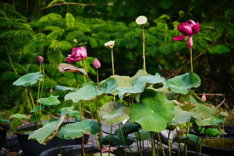 Lotus plants in a commercial garden
