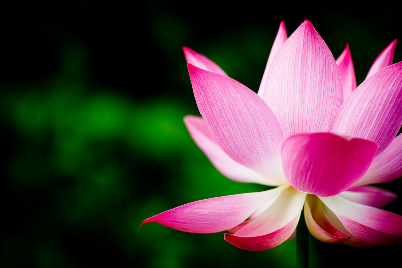 Close up of a large lotus flower