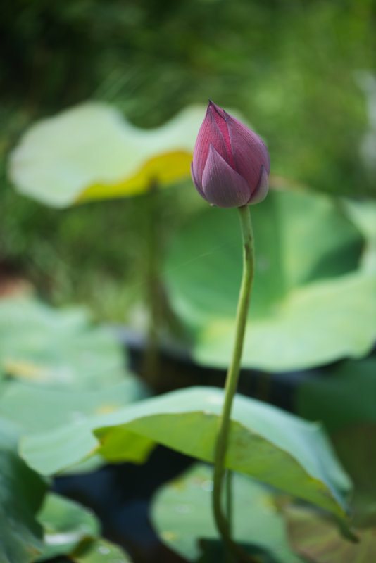 Tall stem with a lotus flower bud