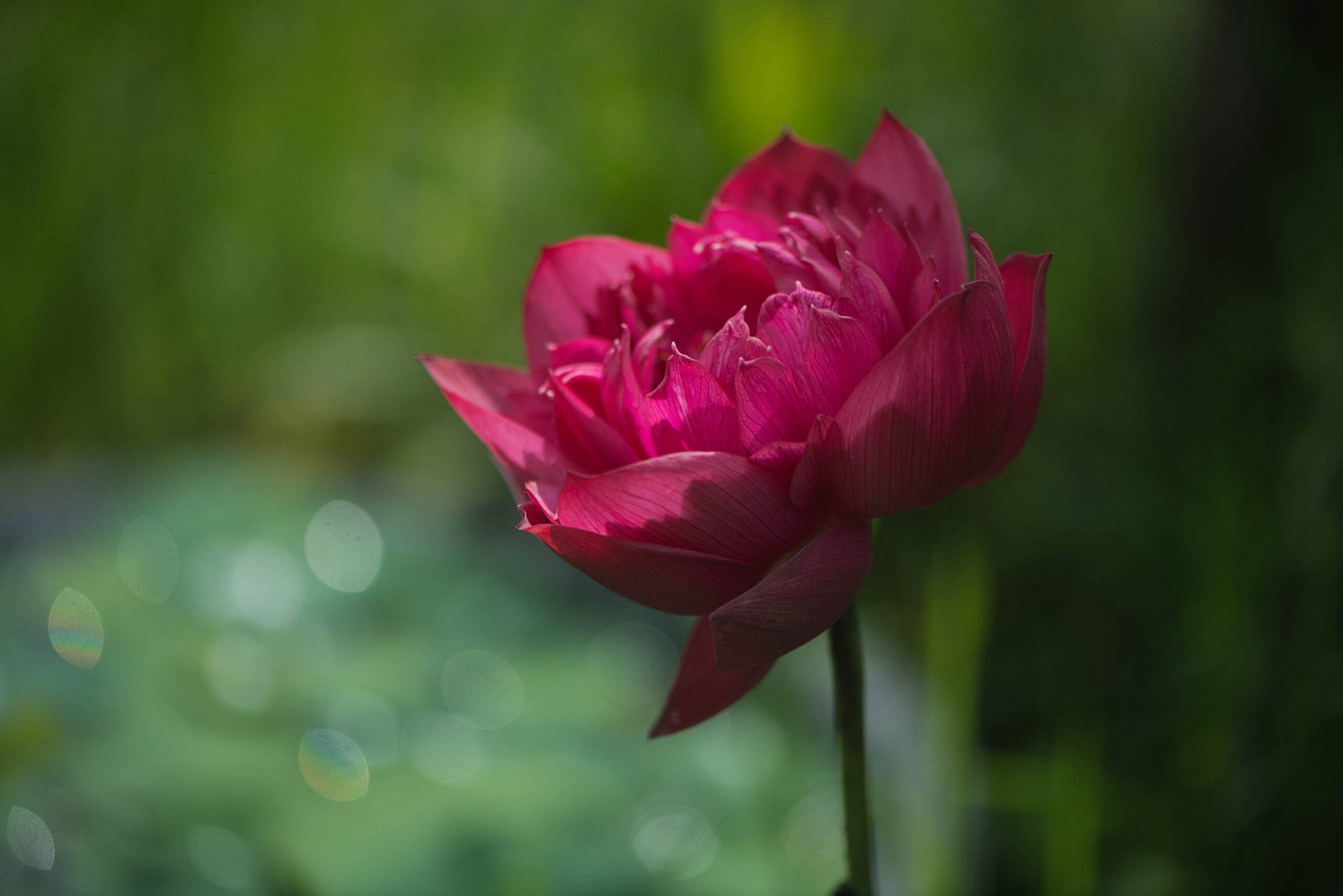 Deep red lotus flower for article about the best soil for lotus and water lilies