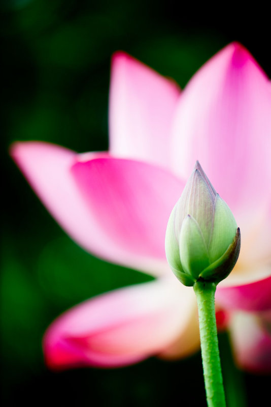Large lotus flower with an unopened bud