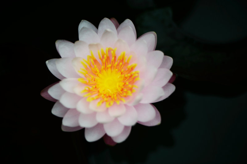 Soft pink water lily flower
