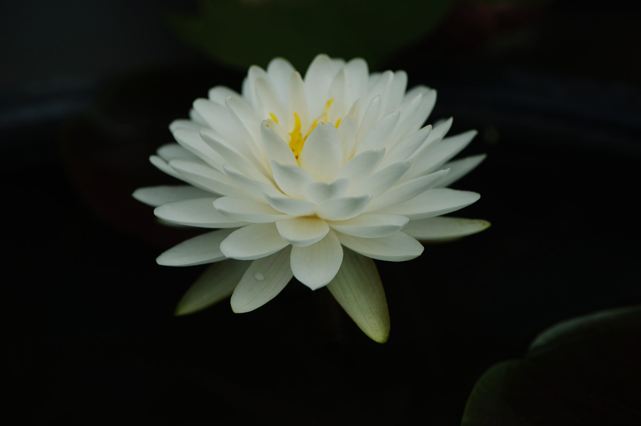 White water lily flower growing in good soil