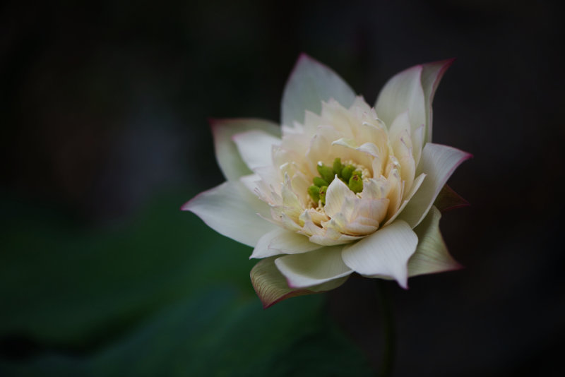 flower growing in the best soil for lotus and water lilies
