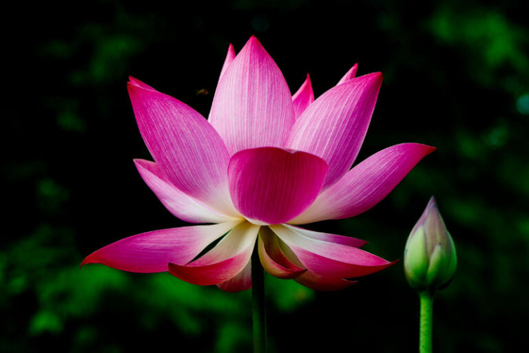 Beautiful Queen Lotus