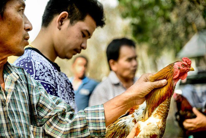 Suan Sook Homestay photo workshops Market Chicken Buying